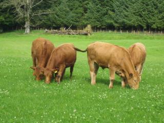 Beef cattle